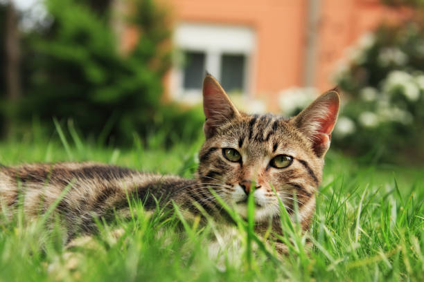 istock Close up domestic cat in green grass 1049186012