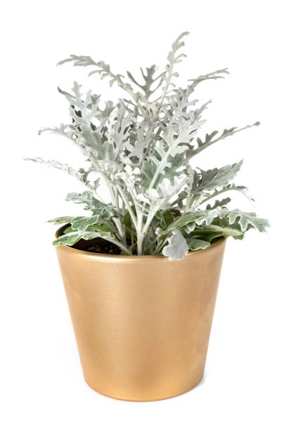 Jacobaea maritima Jacobaea maritima potted plant in front of white background cineraria maritima stock pictures, royalty-free photos & images