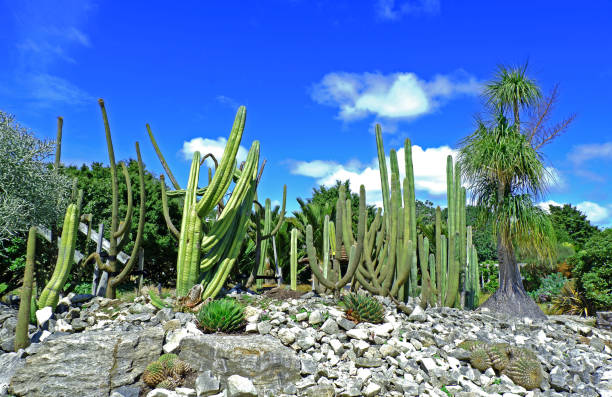 istock beautiful nature green color cactus 1049186924