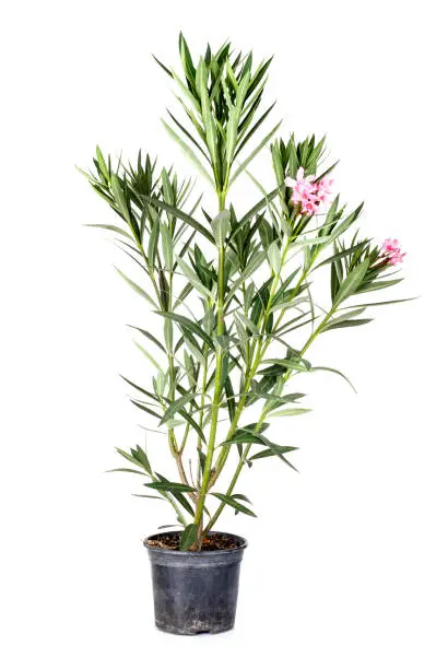 Photo of Nerium oleander