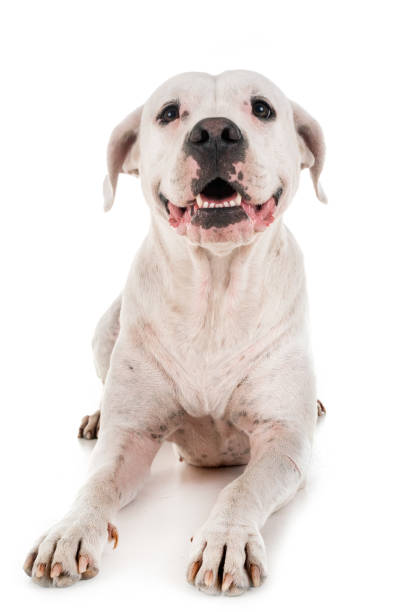 argentinian dog argentinian dog in front of white background dogo argentino stock pictures, royalty-free photos & images