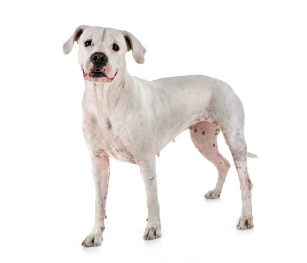 argentinian dog argentinian dog in front of white background dogo argentino stock pictures, royalty-free photos & images