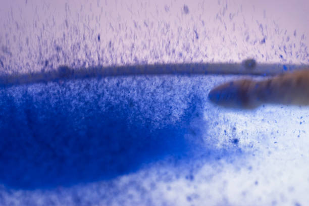 istock Blue holi powder bounces off drum in shockwave pattern. 1049189634