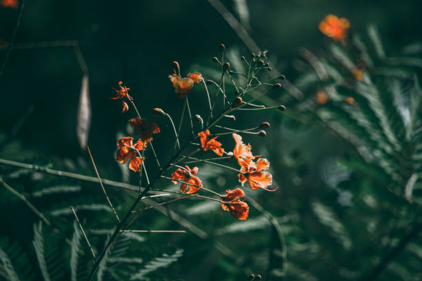 istock Red flower and tropical green leaf in dark tone. 1049189890