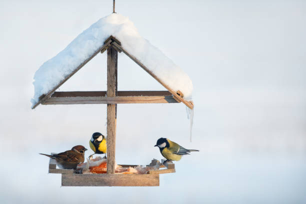 istock Tit and sparrow in the snowy winter bird feeder 1049189900