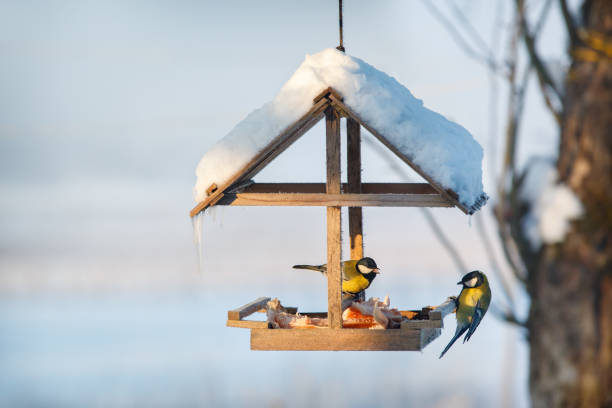 istock Two tit in the snowy winter bird feeder 1049190004