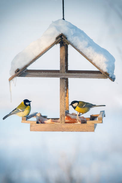 istock Two tit in the snowy winter bird feeder 1049190114