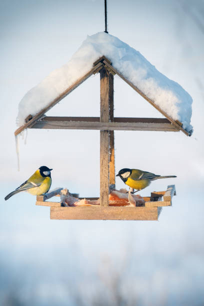 Two tit in the snowy winter bird feeder stock photo