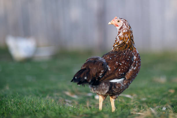 Speckled brown hen pecks food in the village yard on a sunny day