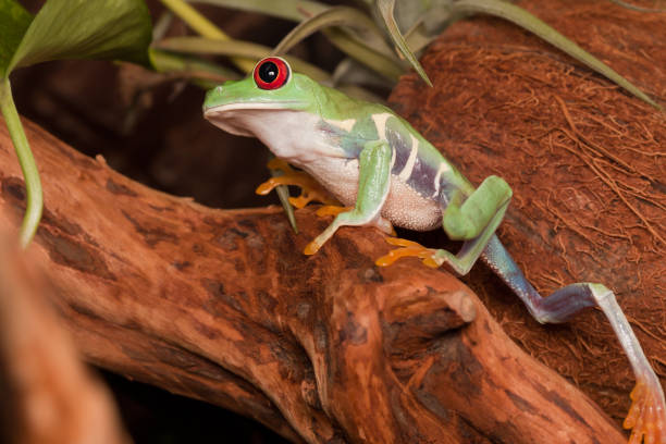 istock Red-eyed tree frog on the branch 1049192002