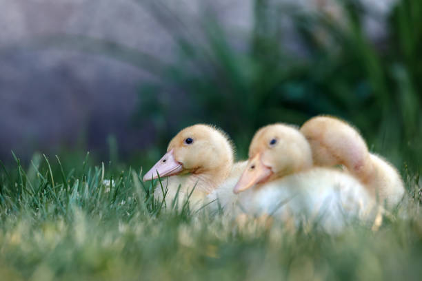 Baby Egyptian goose in the riverside, Spring, England, daytime