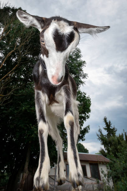 preto e branco manchado de cabra com nariz rosa, tiro com a lente grande angular - goat animal black domestic animals - fotografias e filmes do acervo