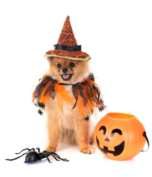 filhote de cachorro pomerânia e halloween - horor - fotografias e filmes do acervo