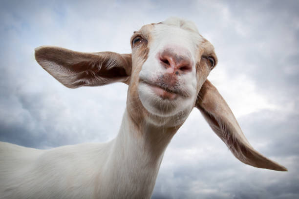 istock A gentle goat smile with very large ears 1049192052
