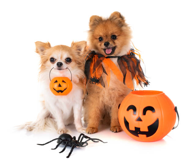 filhote de cachorro pomerânia, o chihuahua e o halloween - horor - fotografias e filmes do acervo