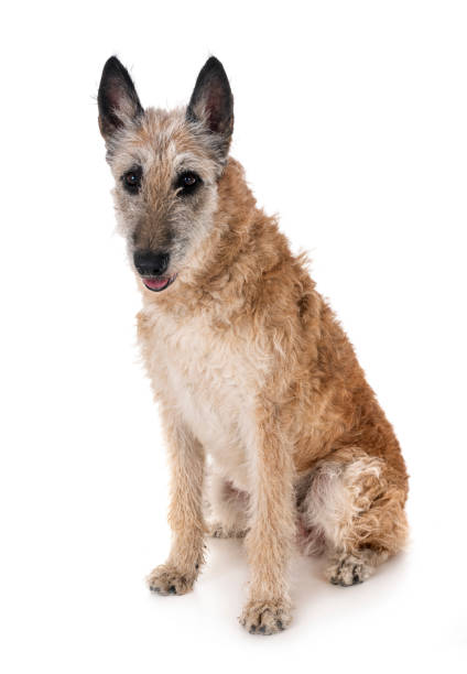 istock belgian shepherd laekenois 1049192356