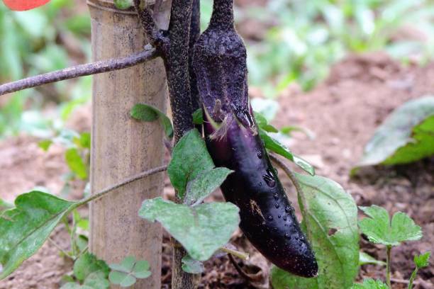 istock the aubergine growing in a garden 1049195746