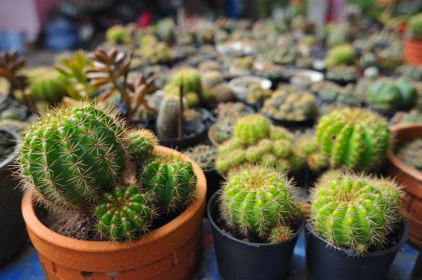istock Many different cactus in pots on the table 1049198348