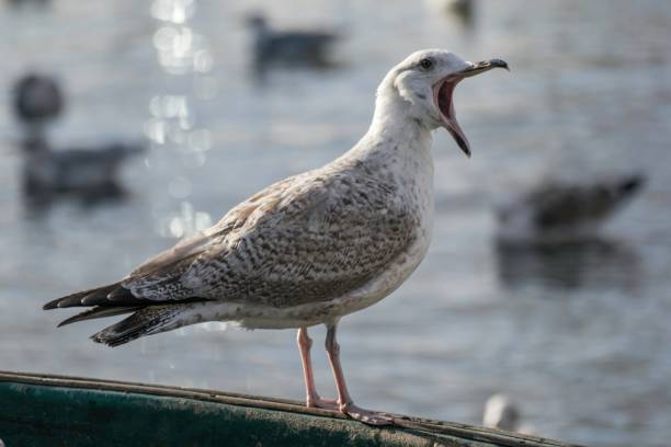 istock seagull on the seashore looking for food 1049201110