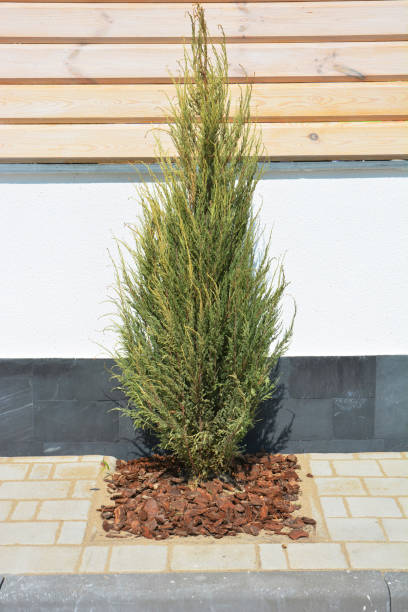 istock Beautiful green juniperus communis sapling near house wall. 1049208122