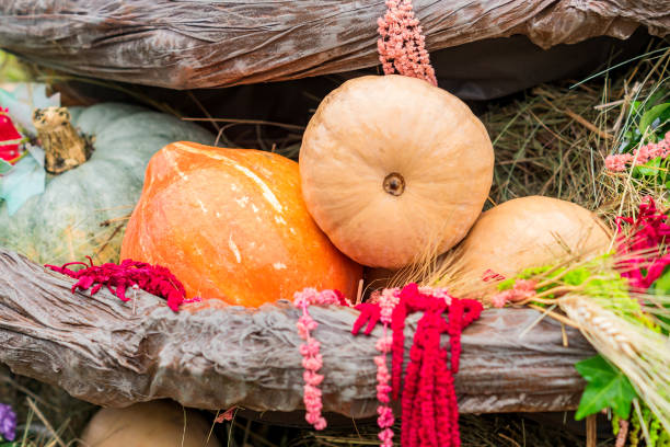 istock many pumpkins in a hay, autumn background, selective focus 1049208260
