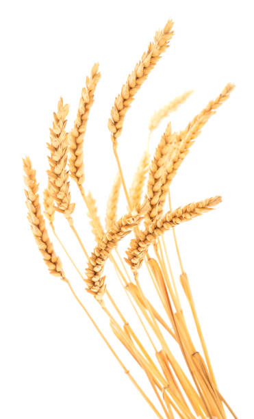 istock Ripe ears of wheat. 1049210438