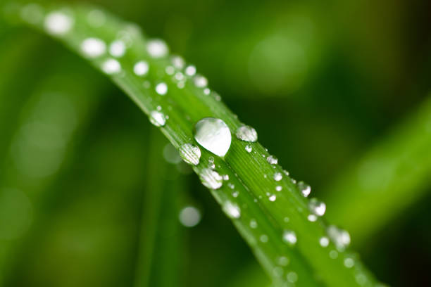 istock Fresh green grass with dew drops close up 1049210874