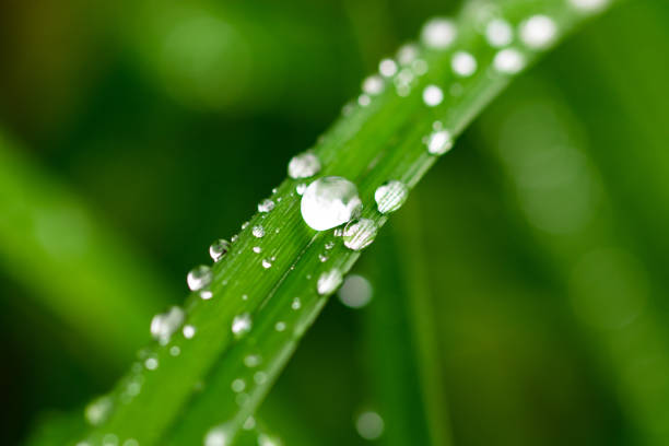 istock Fresh green grass with dew drops close up 1049210878