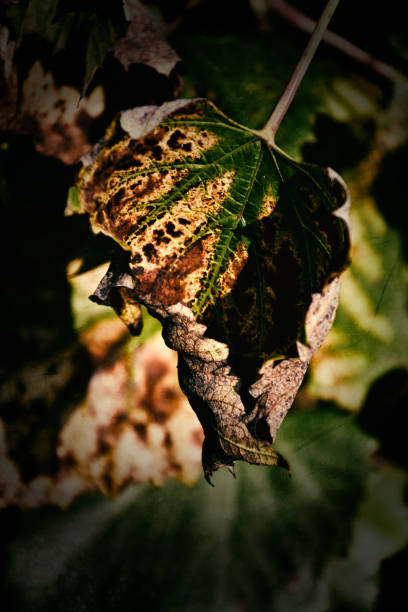 istock autumn background from sunlit leaves 1049217264