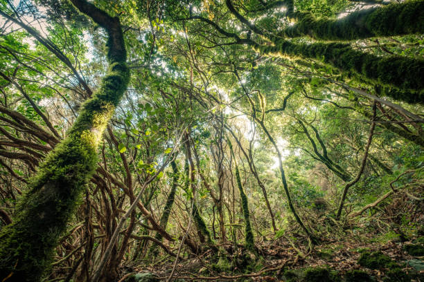 внутри леса, волшебная атмосфера облачного леса аная - anaga стоковые фото и изображения