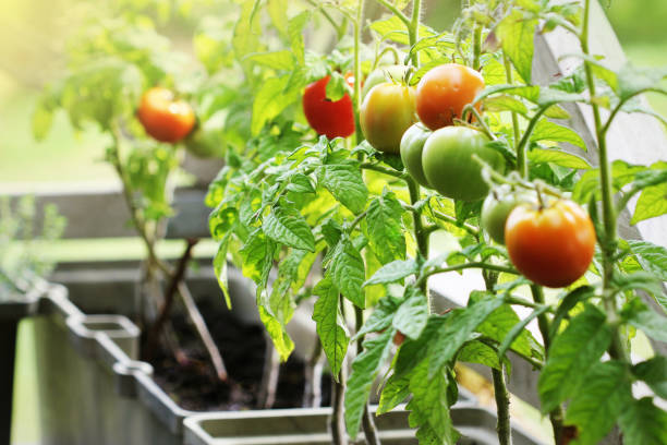 Container vegetables gardening. Vegetable garden on a terrace. Herbs, tomatoes growing in container stock photo