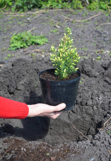 istock Gardener transplant Picea glauca Rainbow's End with roots. 1049220350