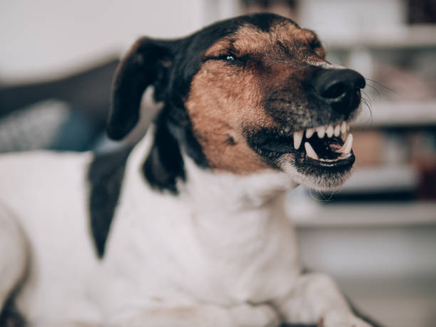 istock Terrier dog yawn at home and bares his teeth. 1049223486