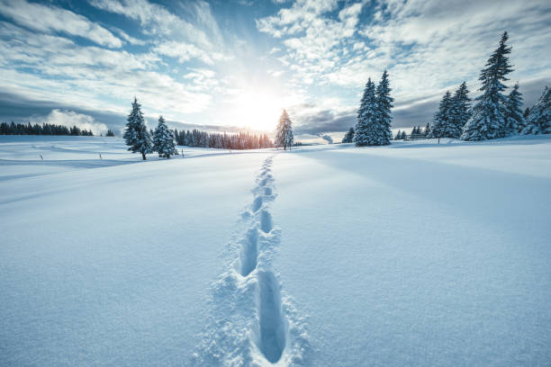 Winter Landscape Idyllic winter scene with footpath in the snow. fir tree photos stock pictures, royalty-free photos & images