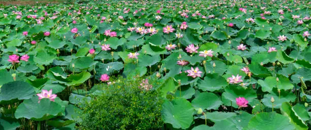 Photo of The lotus ponds in peaceful and quiet countryside