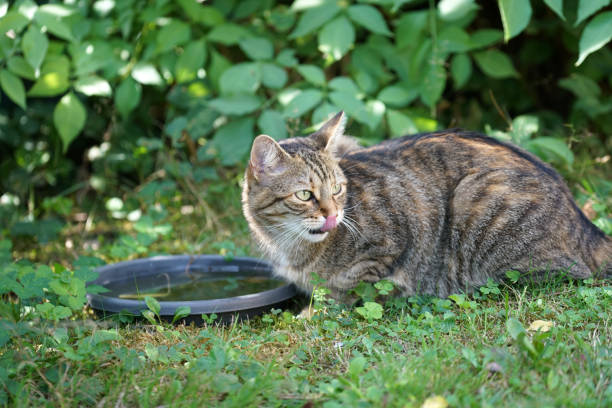 istock Gray and white striped cat 1049226484