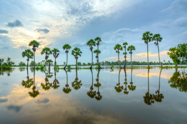 istock Colorful sunrise with tall palm trees rising up in the dramatic sky 1049227332