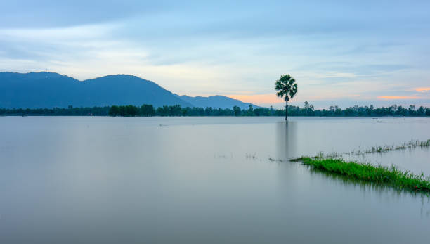 istock Path lonely palm tree between flooded fields like a still lake on floating season in rural Vietnam 1049227416