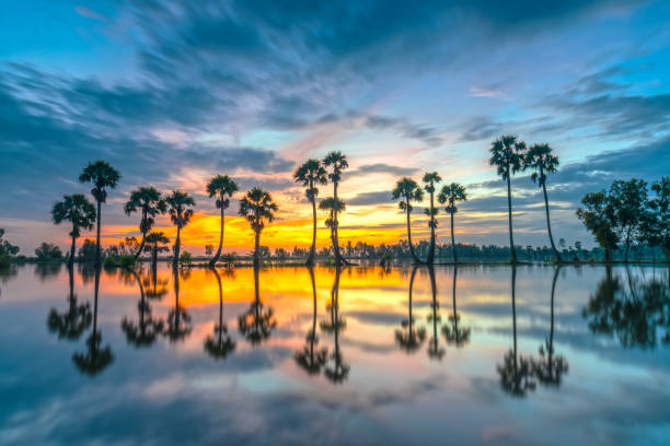 Colorful sunrise with tall palm trees rising up in the dramatic sky stock photo