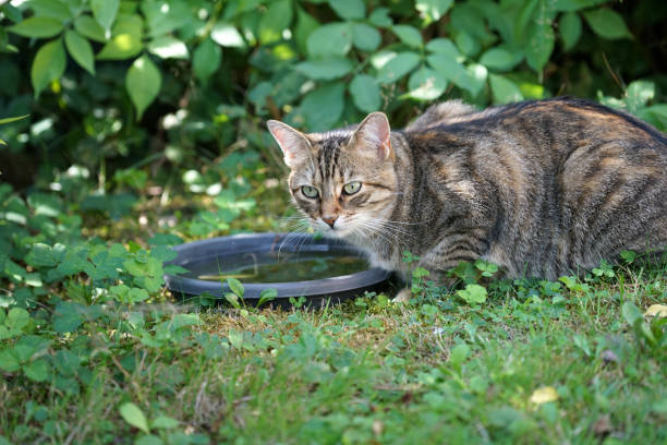 istock Gray and white striped cat 1049227580