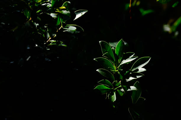 istock Green leaves of tree with light from the sun and dark shadow 1049229898