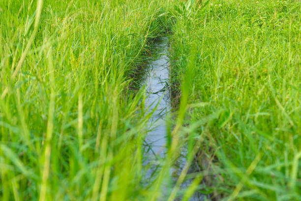 kleiner fluss überquerte die grüne reisfelder - plant formal garden nature botany stock-fotos und bilder