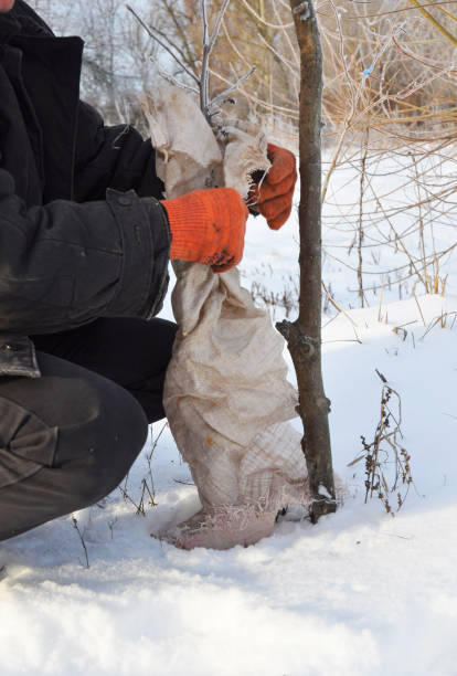 istock Gardener Protecting Fruit Trees from Animal Damage. Protecting Fruit Trees in Winter. Insulating trees in winter. 1049230352