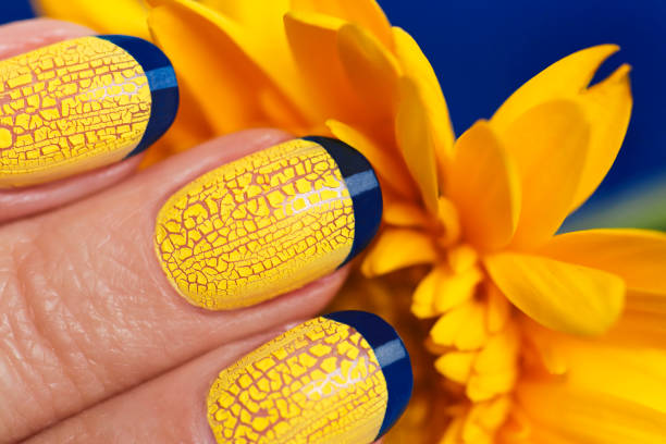 Blue French manicure with yellow craquelure nail Polish close-up. Blue French manicure with yellow craquelure nail Polish close-up on flower background.Nail art. yellow nail polish stock pictures, royalty-free photos & images