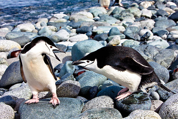 istock Fighting Chinstrap Penguins, Half Moon Island, Antarctica 104923124
