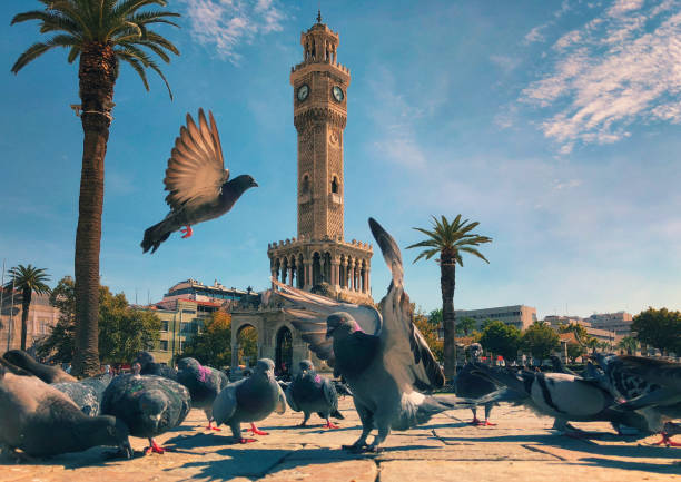 palomas en la plaza konak alrededor de torre del reloj de izmir - izmir turkey konak clock tower fotografías e imágenes de stock