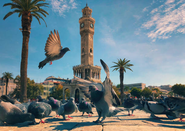 piccioni in piazza konak intorno alla torre dell'orologio di smirne - izmir turkey konak clock tower foto e immagini stock