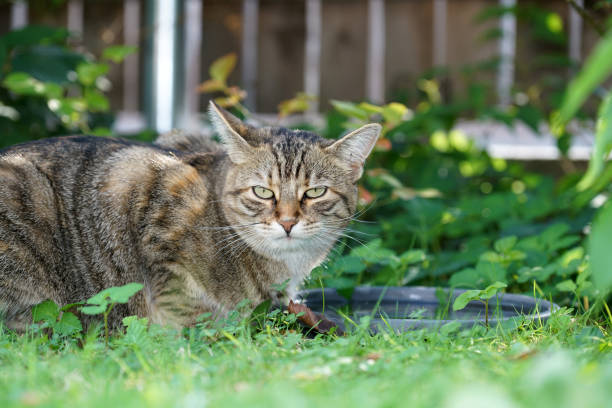 istock Gray and white striped cat 1049233896