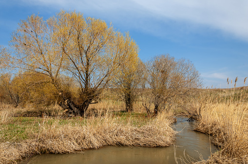 spring creek, on the shore of growing willow, Tien Shan foothills