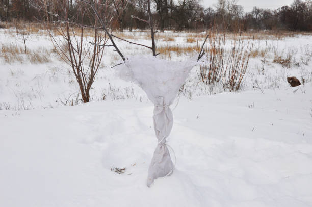 Preventing Winter Damage to Trees. Protecting Fruit Trees from Animal Damage. Protecting Fruit Trees in Winter. Insulating trees in winter.